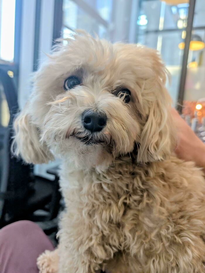 Close-up of a curly-haired small dog showing its goofy and playful personality in an indoor setting.