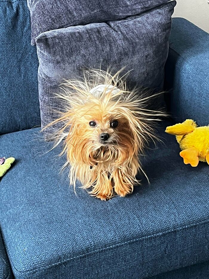 Small dog with wild fur standing on blue couch with pillows and yellow toy, showcasing goofy dog behavior.