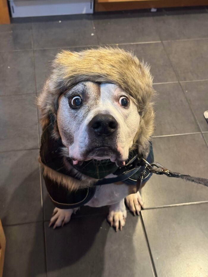 Dog wearing a furry hat and coat, looking up with wide eyes, capturing a goofy dog moment with humorous expression.