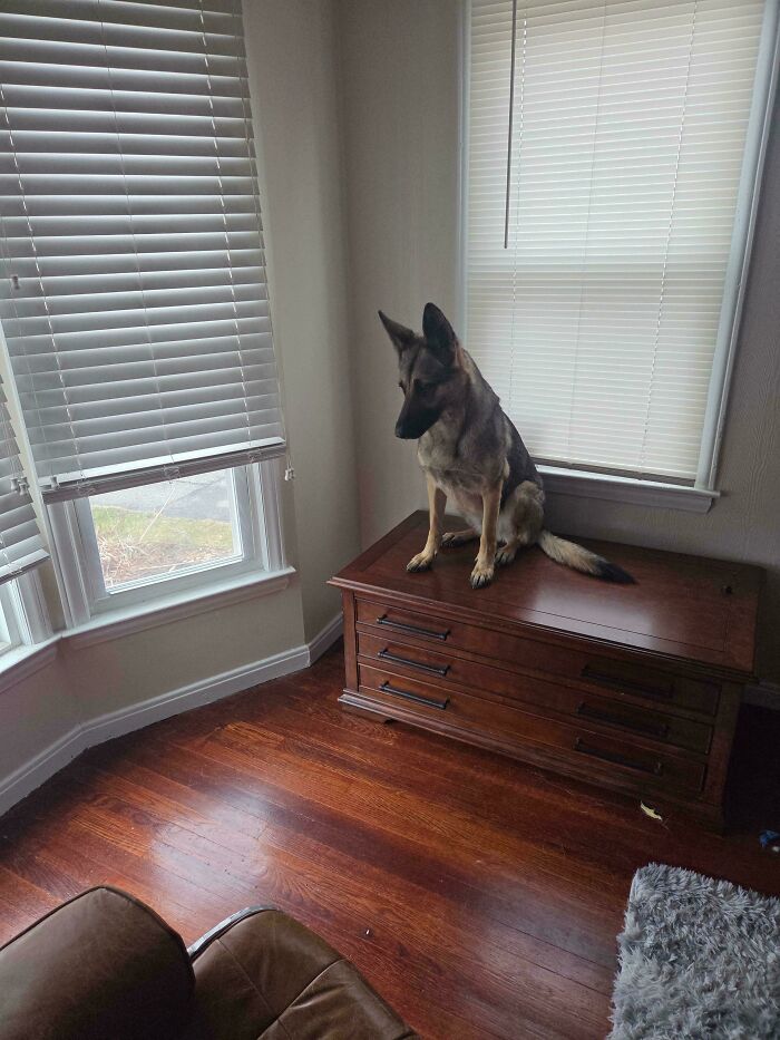 German Shepherd dog sitting on a wooden chest next to windows with blinds in a sunlit room showing a goofy dog moment.