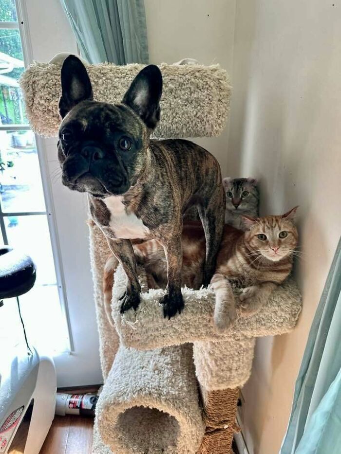 Brindle dog standing on cat tree with two cats sitting beside it, showcasing dogs being their goofy selves.