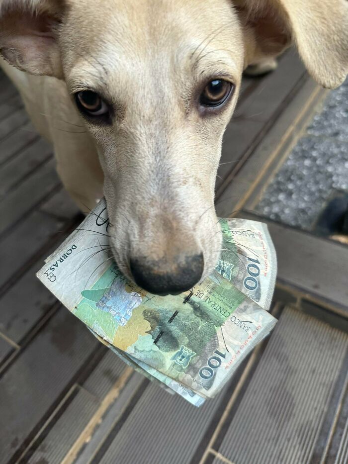 Close-up of a goofy dog holding cash in its mouth, showcasing playful and humorous dog behavior.