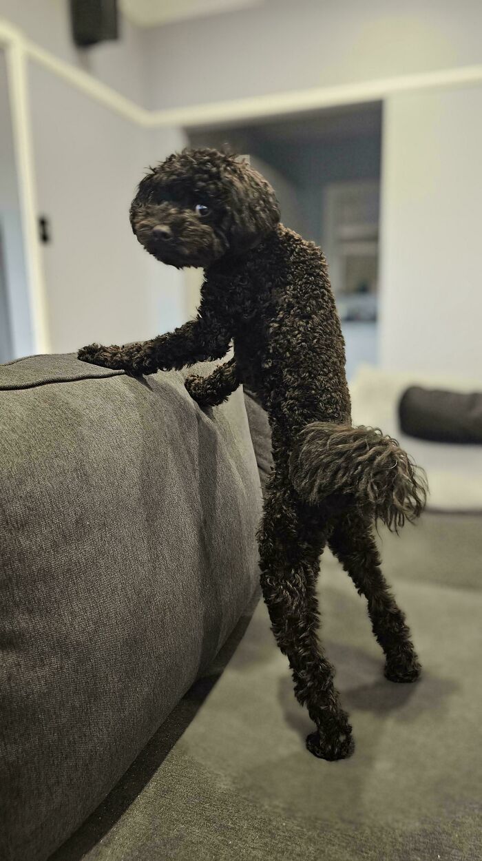 Curly black dog standing on hind legs with front paws on couch, showing playful and goofy dog behavior indoors.