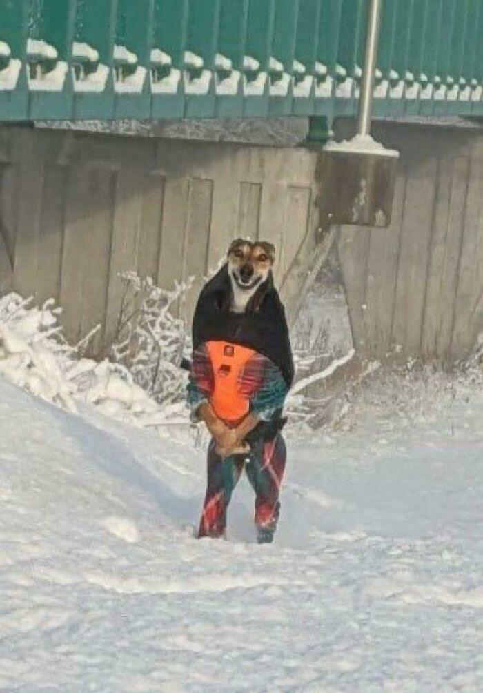 Dog standing upright in colorful clothing in a snowy landscape, showcasing hilarious dogs being their goofy selves.