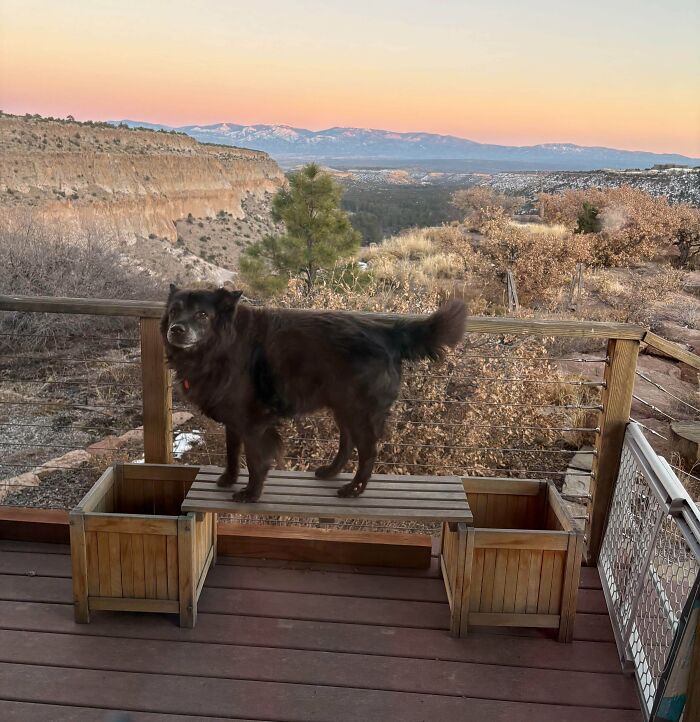 Black dog standing on a wooden bench on a porch with scenic mountain and desert landscape in the background.