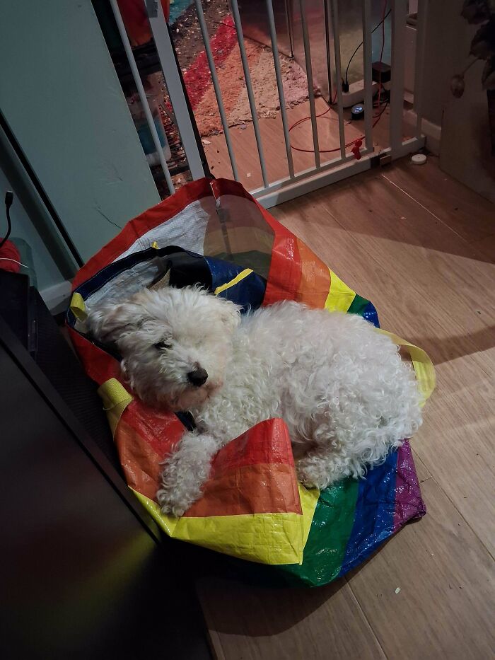 Small white fluffy dog lying on a colorful rainbow bag indoors, showcasing goofy dog behavior and charm.