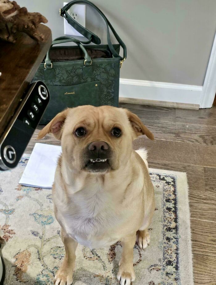 Small dog with a serious expression sitting on a rug indoors, showcasing quirky and goofy dog behavior.
