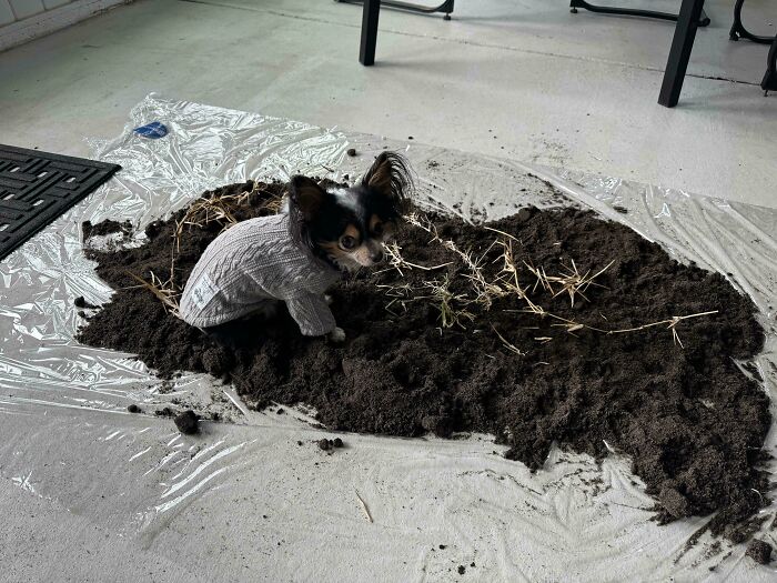 Small Chihuahua in a sweater sitting in a pile of soil and straw indoors, showcasing goofy dog behavior.