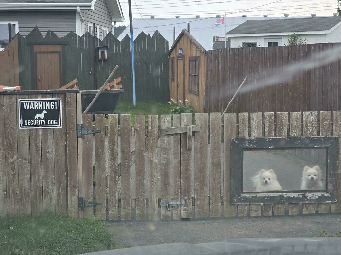 Wooden fence with a warning security dog sign and two small dogs visible through a window in the gate, bizarre signs.