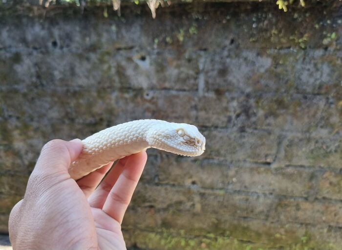 Hand holding a pale shed snake skin showcasing a DIY win in a natural outdoor setting.