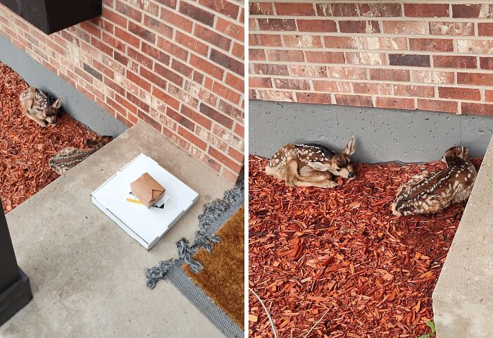 Two fawns resting on mulch near a doorstep with a pizza box and delivery package in a funny delivery confirmation pic.