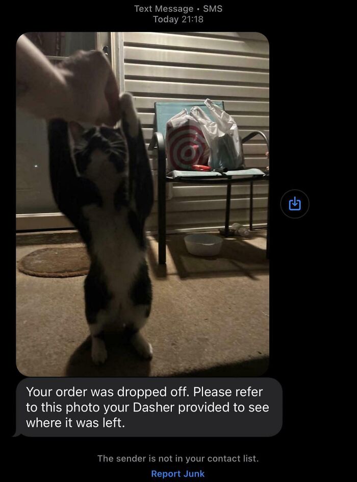 Cat standing up held by driver’s hand with funny delivery confirmation pic showing bags on chair outside a house.
