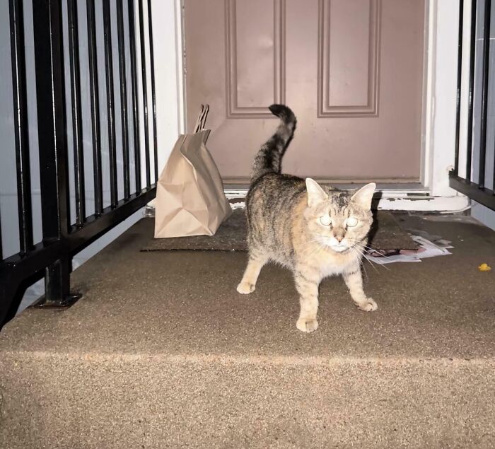 Cat standing next to a delivery bag on doorstep in a hilarious delivery confirmation pic sent to customers.