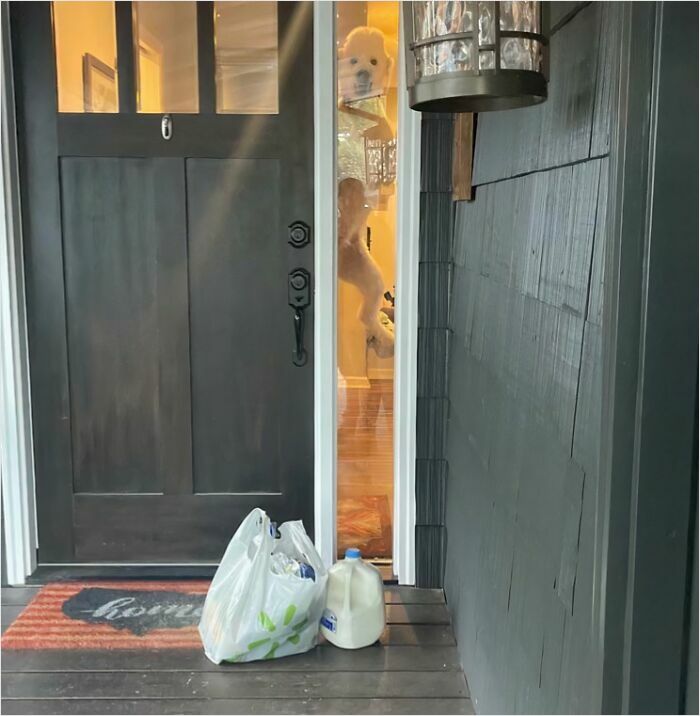 Delivery confirmation pic showing groceries left at front door with a large dog peeking through the window behind it.