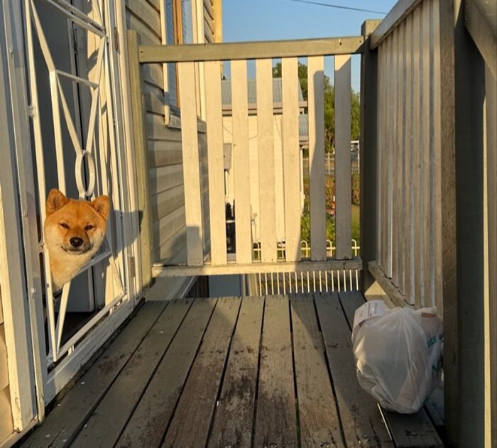Delivery confirmation pic showing a dog peeking through a door gate with a package left on a wooden porch.