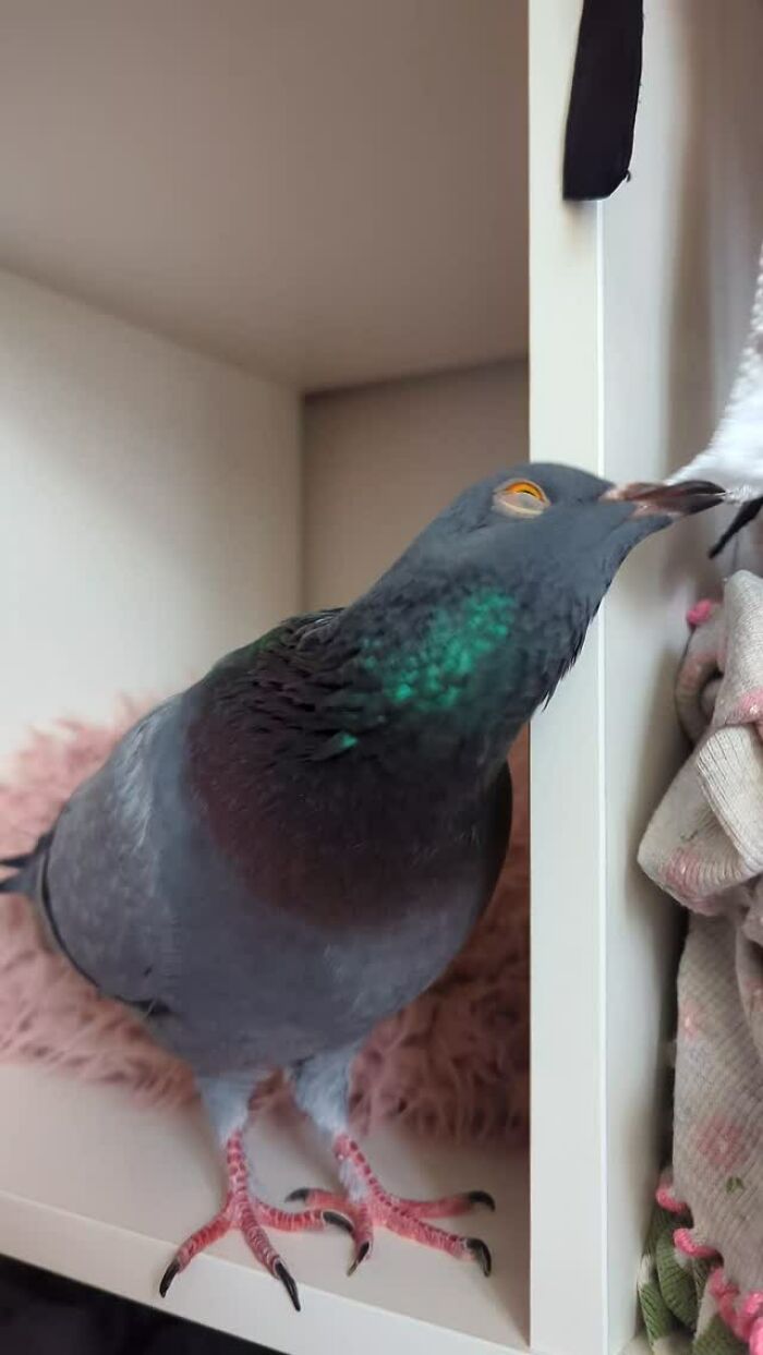 Half-blind pigeon perched indoors interacting with its rescuer in a cozy setting showing daily care and companionship.