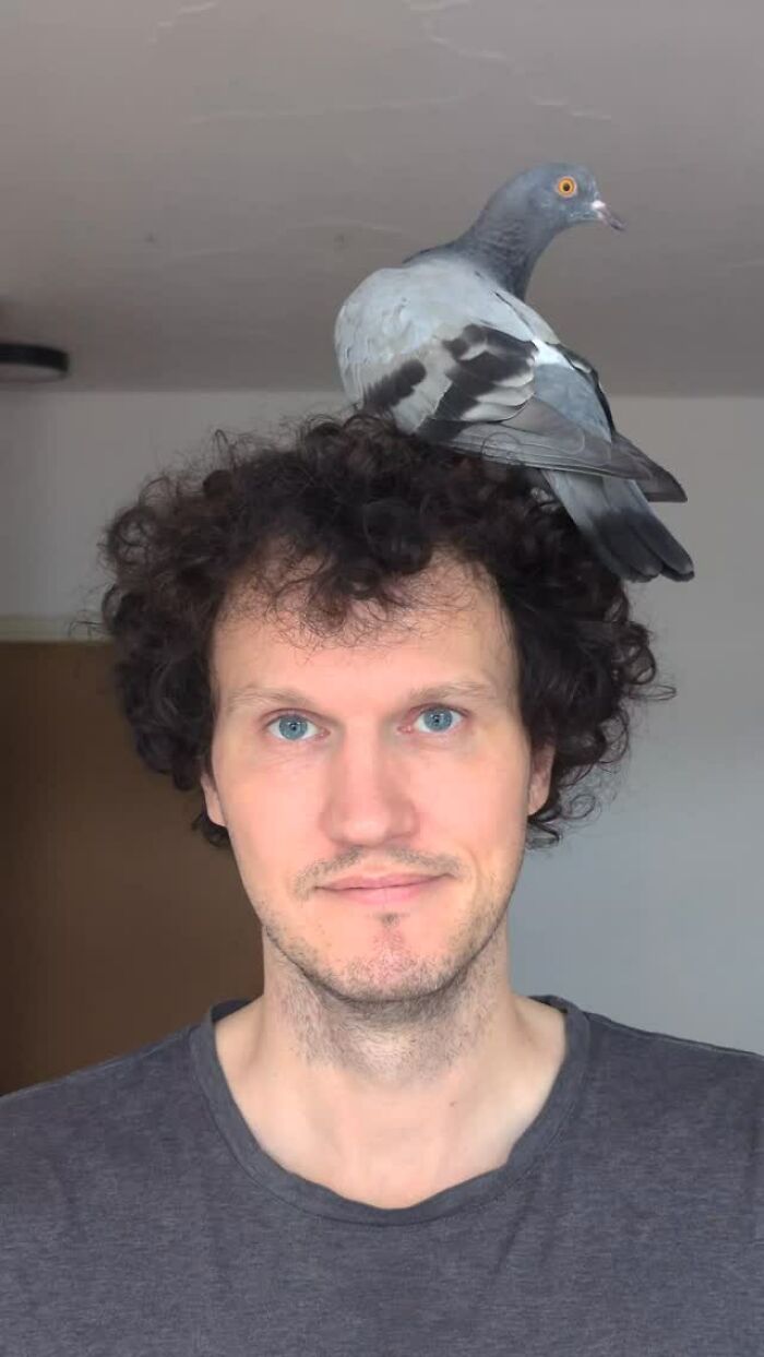 Man with curly hair and a half-blind pigeon perched on his head during daily walks with rescued bird.