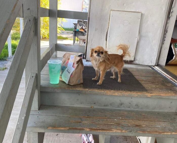 Small dog standing on porch next to food delivery and drink in a hilarious delivery confirmation pic from drivers.