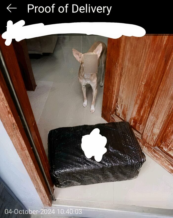 Delivery confirmation pic showing a black package left at the door with a dog standing inside the house.