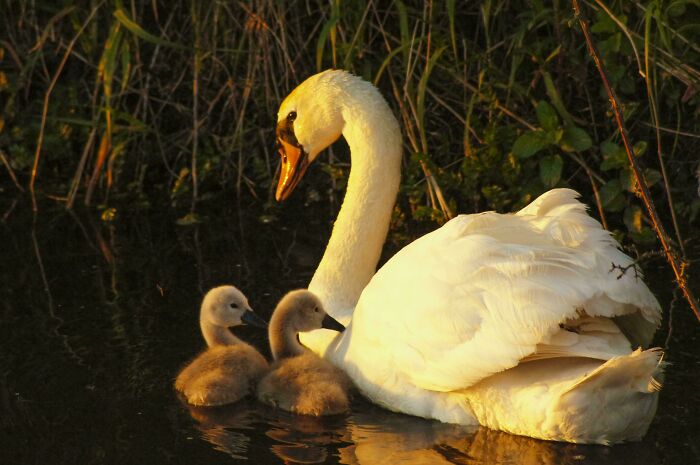 Swan And Cygnets