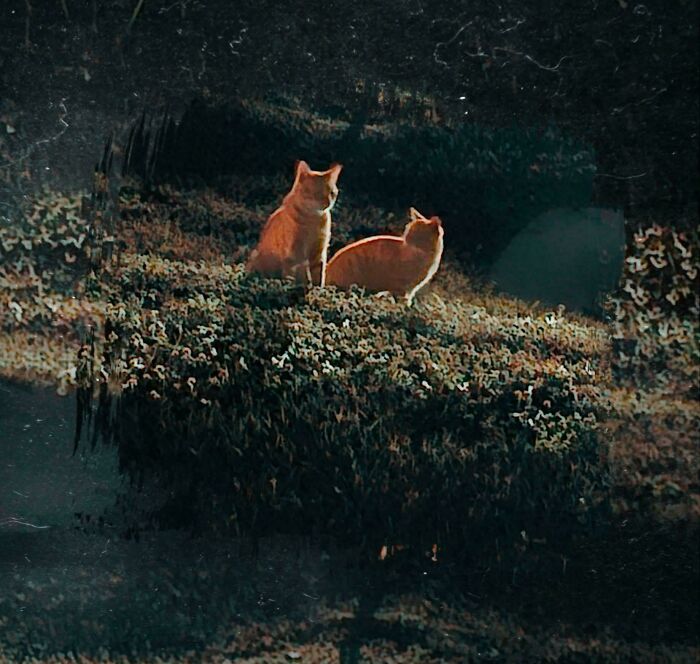 Two Stray Cats Through A Foggy Car Window