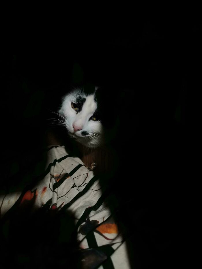 Cat In A Closet: A Study In Chiaroscuro