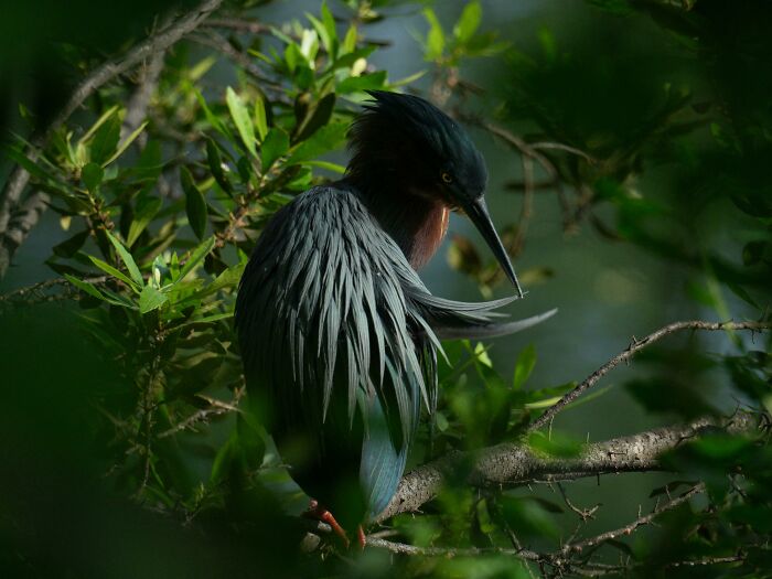 This Green Heron Preening Its Feathers