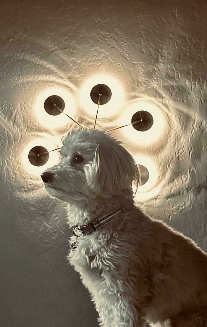 Radiance Of Mans Best Friend