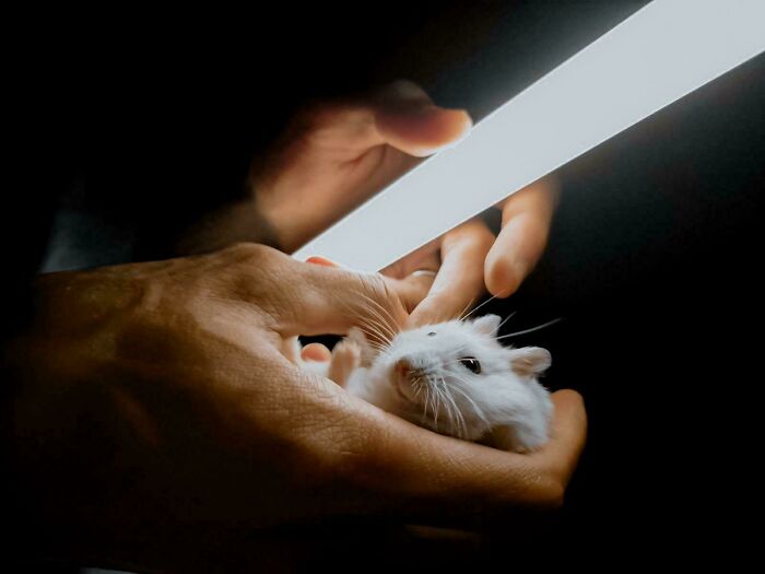 My Hamster While I'm Trying To Look At Her Belly