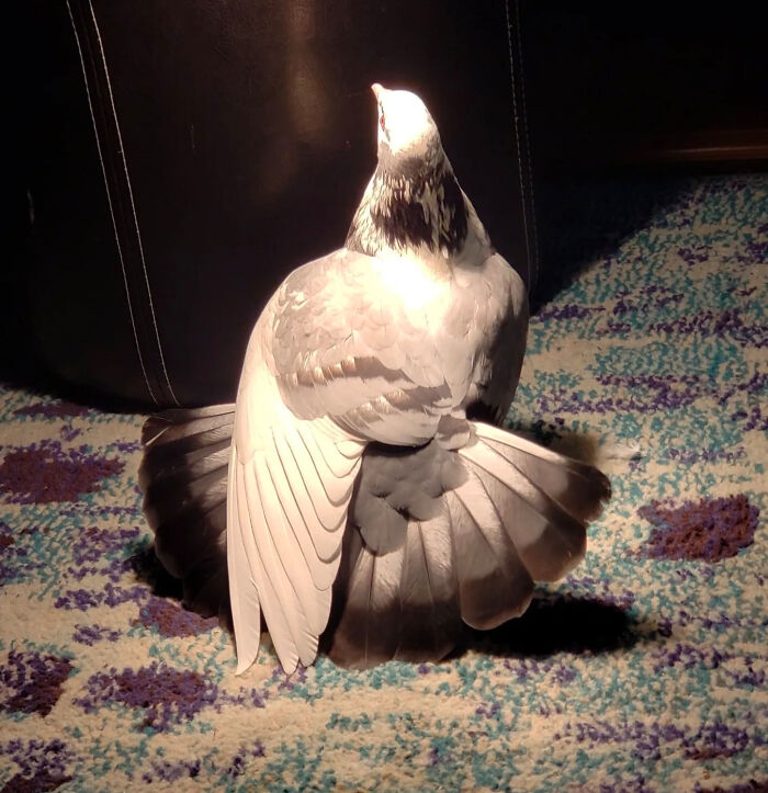 My Pigeon Stretching Under Her Lamp