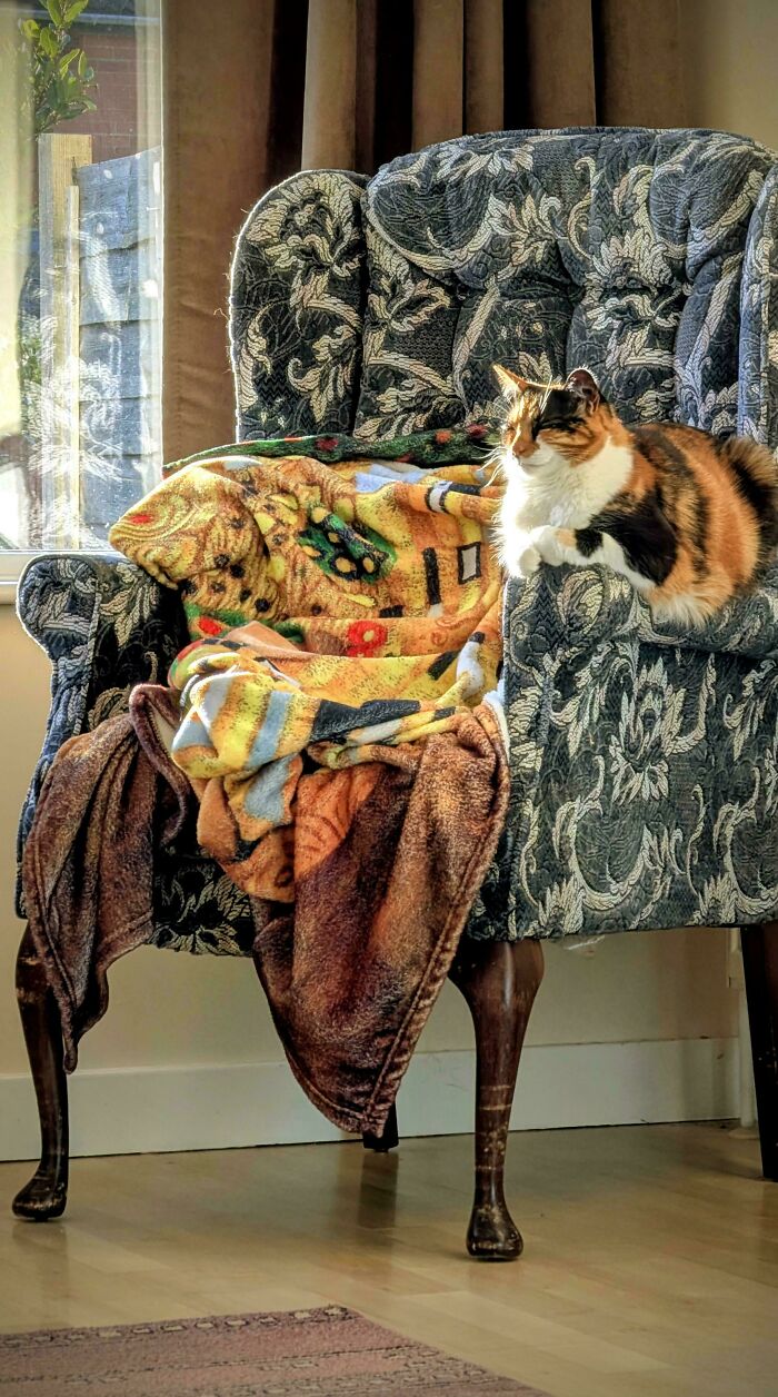 The Sun-Drenched Calico (C. 1650)