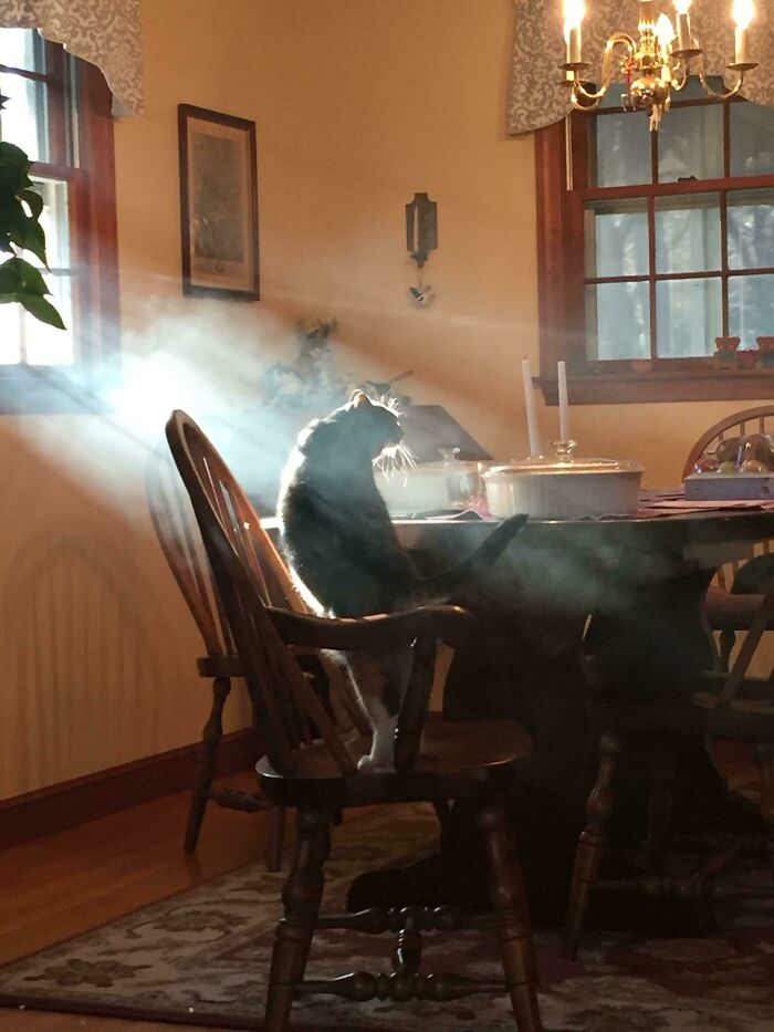 Our Beloved Cat That We Had To Put Down Today