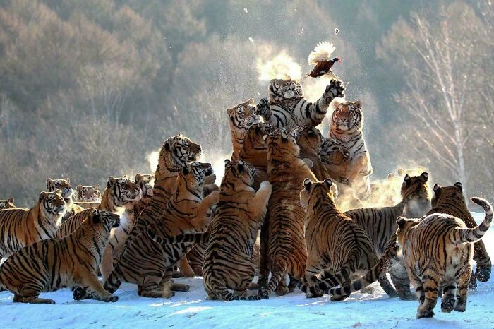 40 Siberian Tiger Cubs Were Born At The Hengdaohezi Siberian Tiger Park In 2025