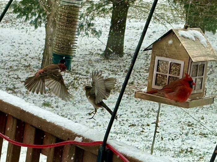I Present ‘Drama At The Bird Feeder’