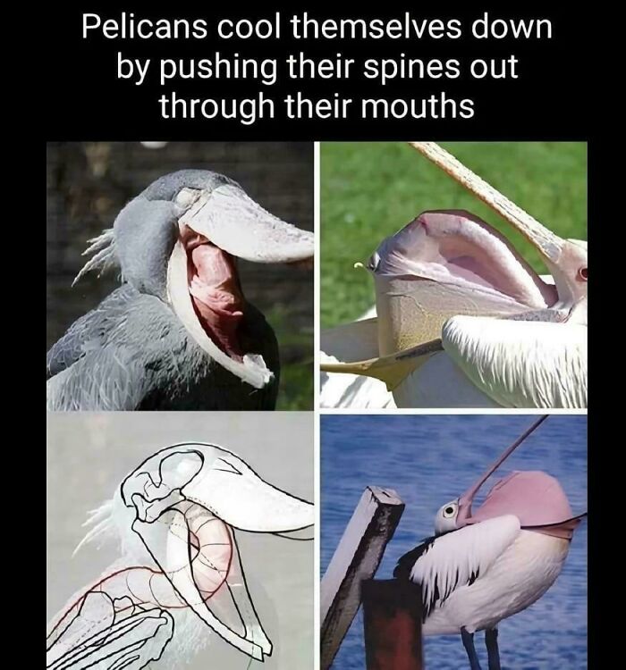 A meme illustrating how pelicans cool themselves by pushing their spines out through their mouths, showing various images of pelicans and a diagram, for posts of intelligentsia.