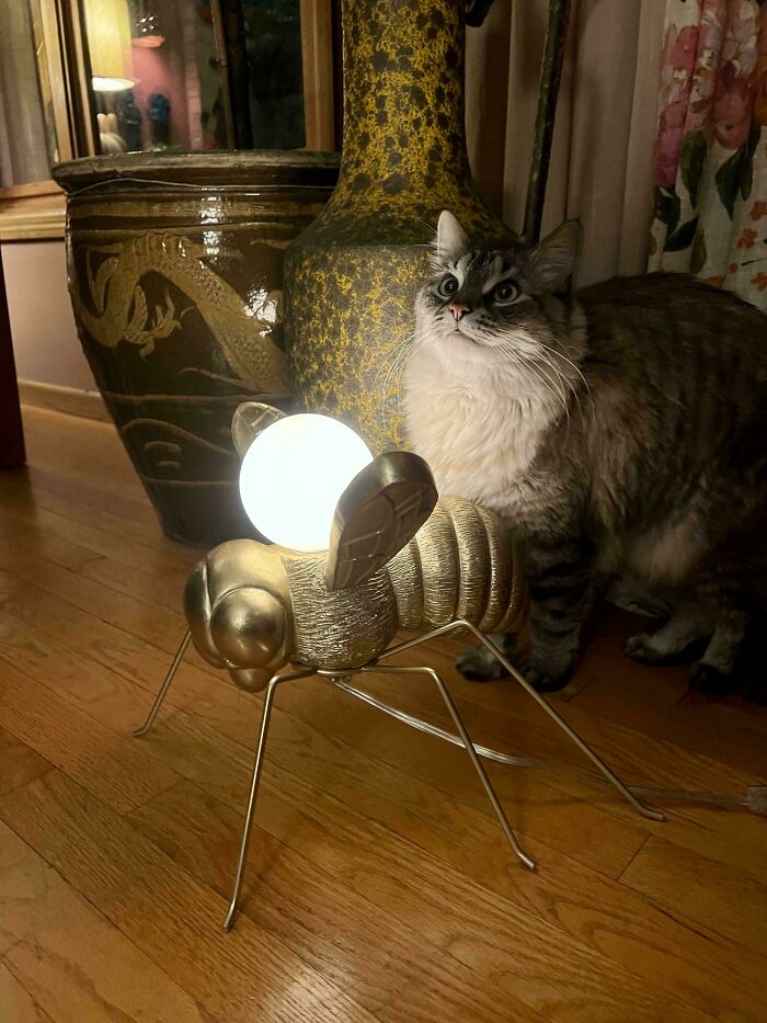 A fluffy cat looking at a golden fly-shaped lamp, a unique jackpot from the thrift store.