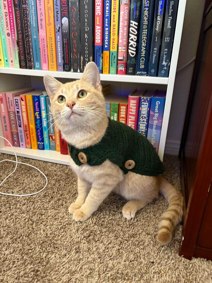 An adorable ginger cat wearing a green crocheted sweater with wooden buttons, sitting on a carpet near a bookshelf.