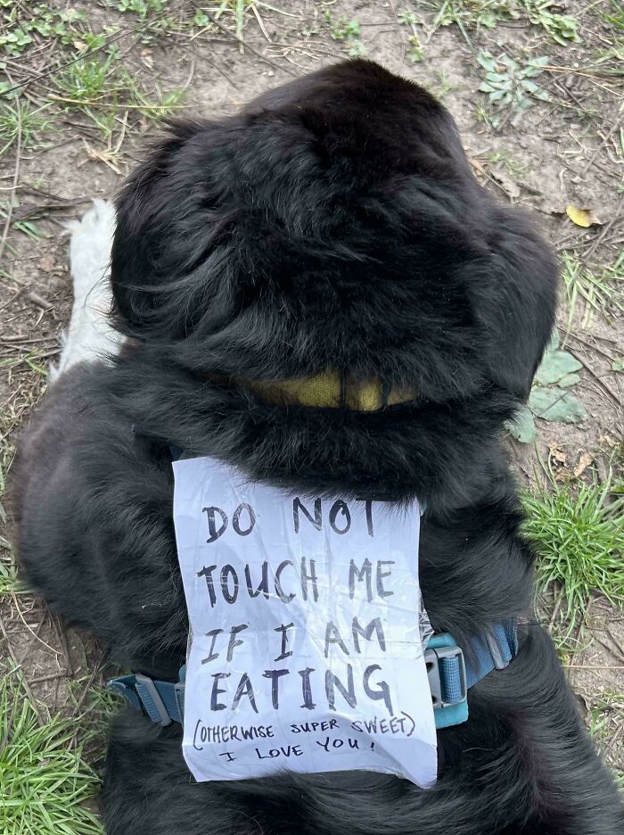 Black dog wearing a humorous sign that says not to touch while eating, a bizarre and hilarious everyday sign.