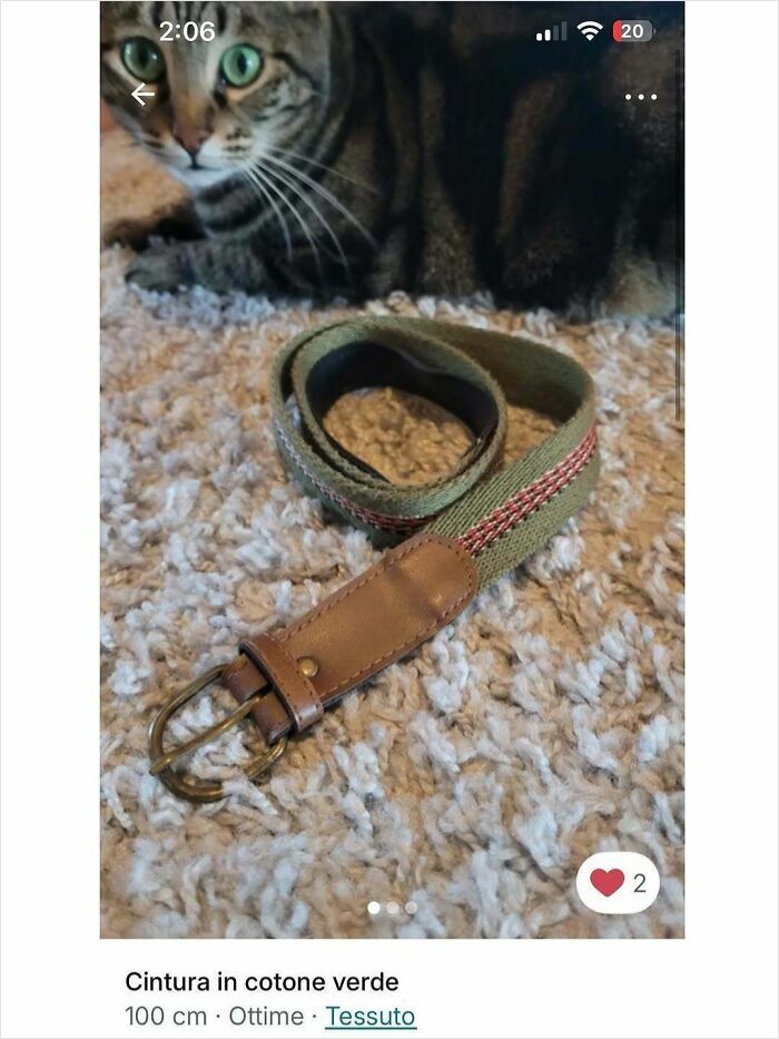 Tabby cat lying next to a green cotton belt on a carpet, highlighting cats stealing the spotlight in Vinted ads.