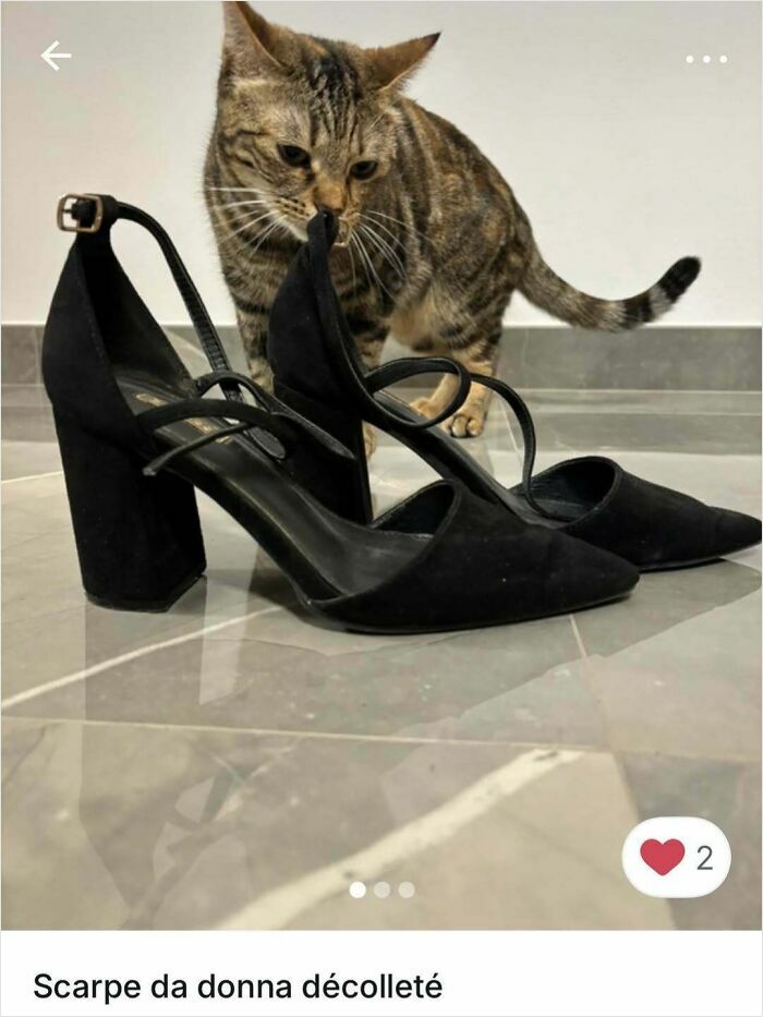 Tabby cat curiously sniffing black heels, showcasing cats stealing the spotlight in Vinted ads with playful charm.