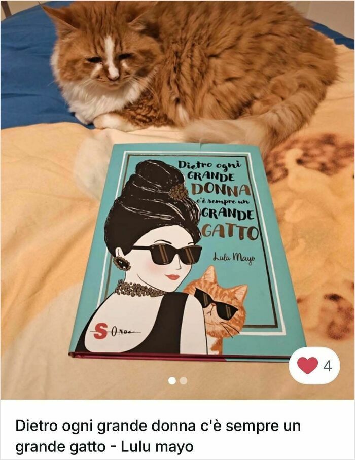 Fluffy orange and white cat lying next to a book featuring an illustrated cat, showcasing cats in Vinted ads.