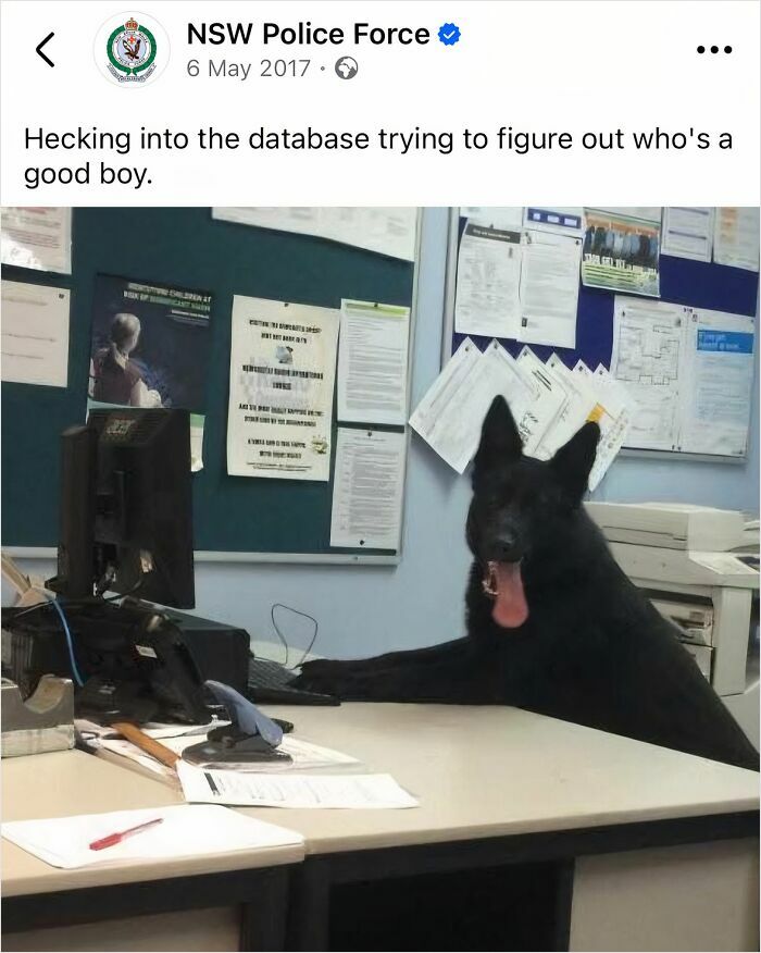 Police social media post shows a dog sitting at a desk in front of a computer, humorously checking a database.