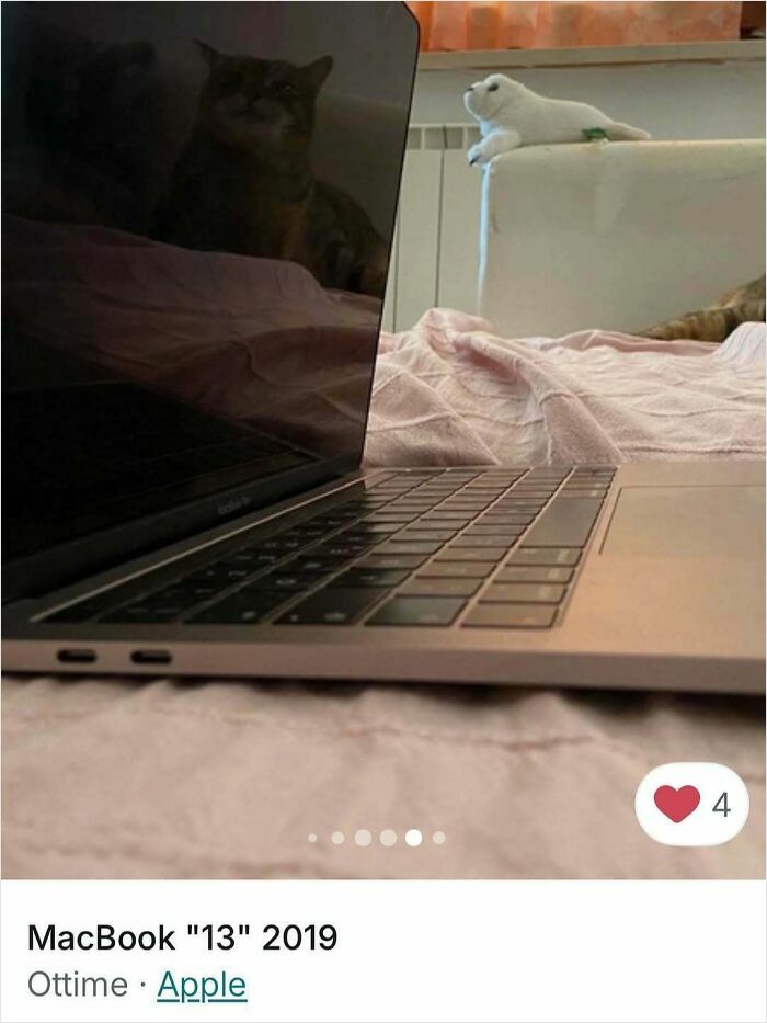 Reflection of a cat visible on a laptop screen, highlighting cats stealing the spotlight in Vinted ads.
