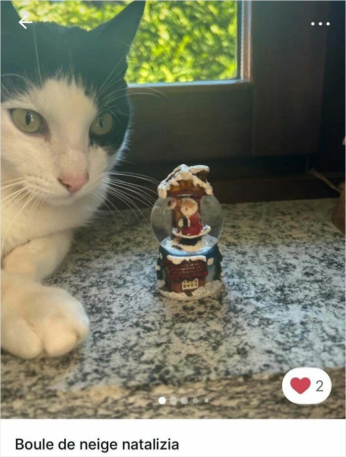 Black and white cat next to a small Christmas snow globe on a granite countertop in natural light.