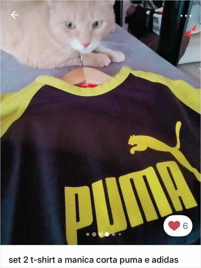 Light-colored cat lying beside a Puma t-shirt, highlighting cats stealing the spotlight in Vinted ads.