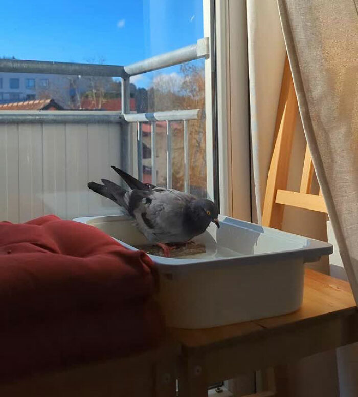 A half-blind pigeon drinking water inside a home, rescued by a woman who takes him on daily walks.