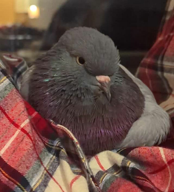 Half-blind pigeon resting comfortably on a plaid blanket, rescued and cared for by a compassionate woman.