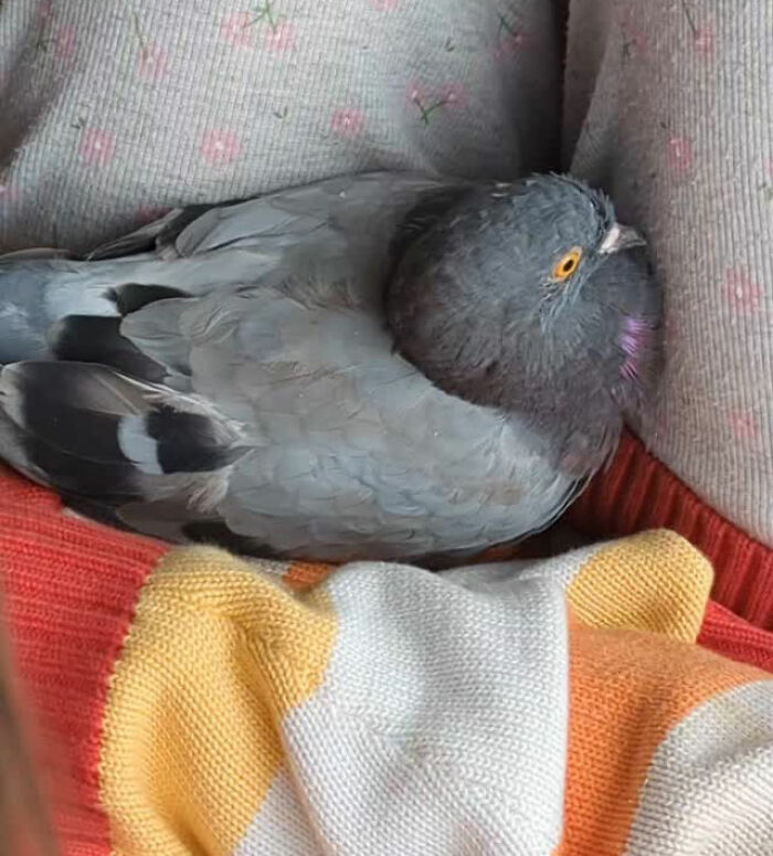 Half-blind pigeon resting comfortably on a cozy blanket, cared for by a woman who takes him on daily walks.