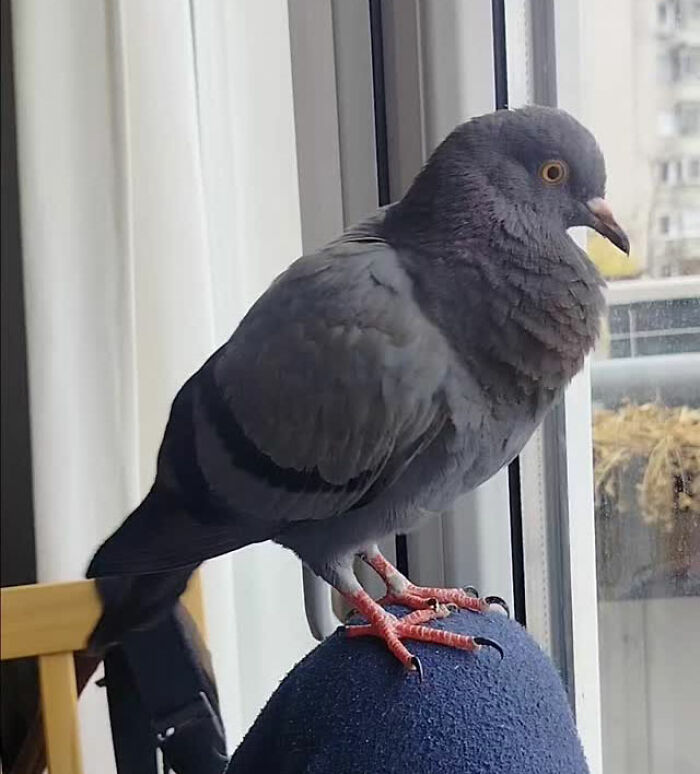 Half-blind pigeon perched indoors near a window, highlighting a rescued bird cared for with daily walks and attention.