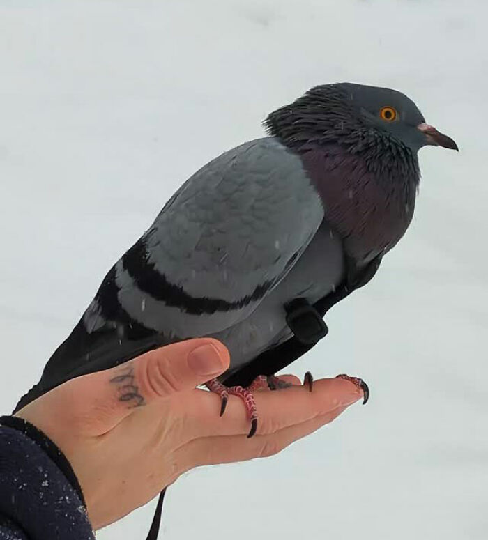 Woman holding a half-blind pigeon on her hand during a daily walk, showing care and rescue of the bird.